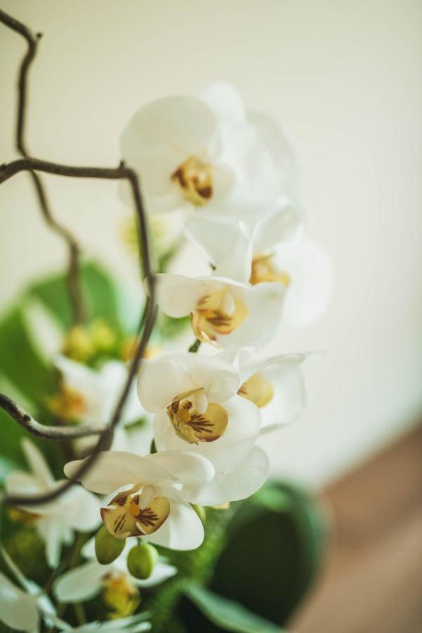 Campo San Martino Little House B&B 외부 사진